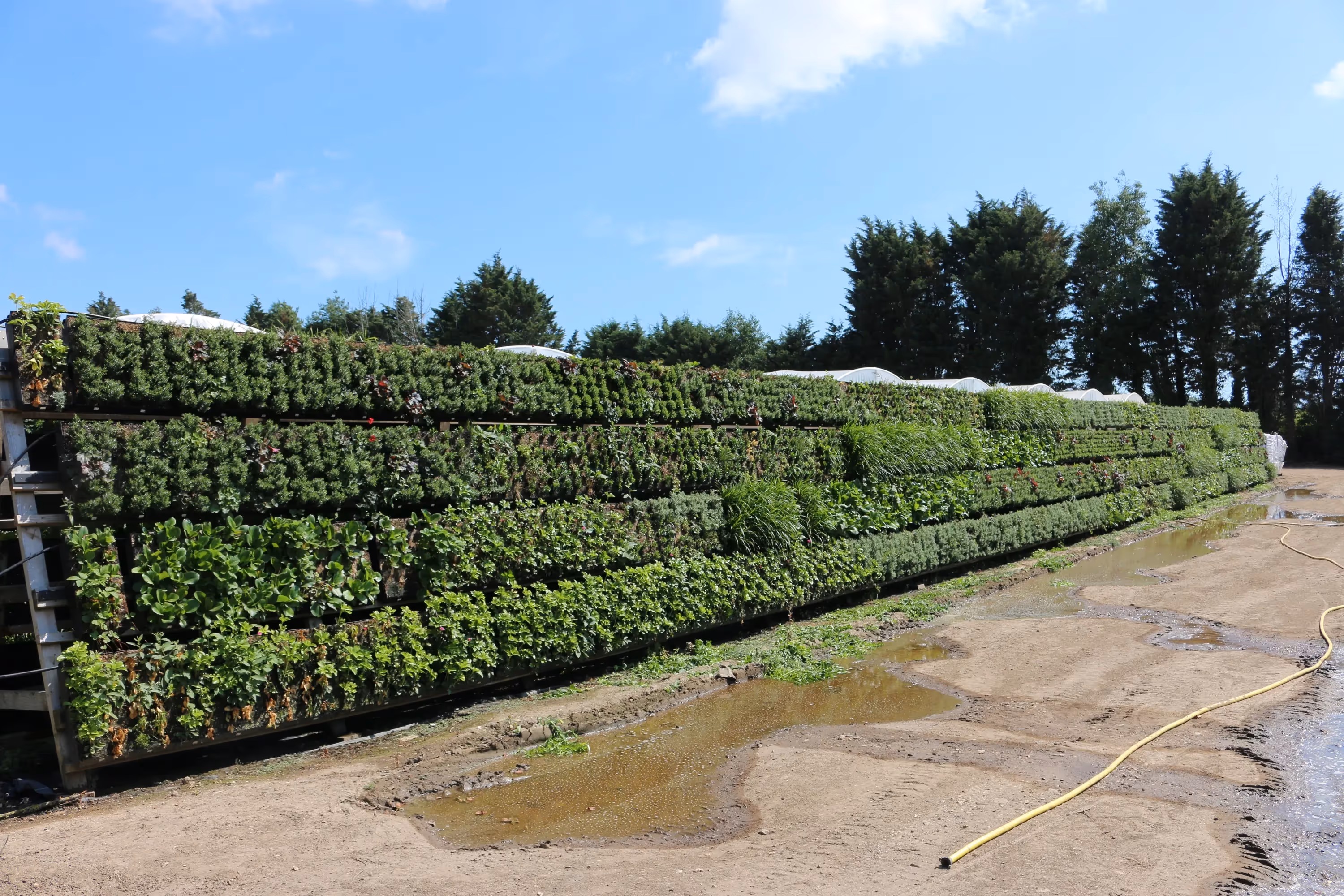 Vertical garden wall with multiple levels of green plants and shrubs