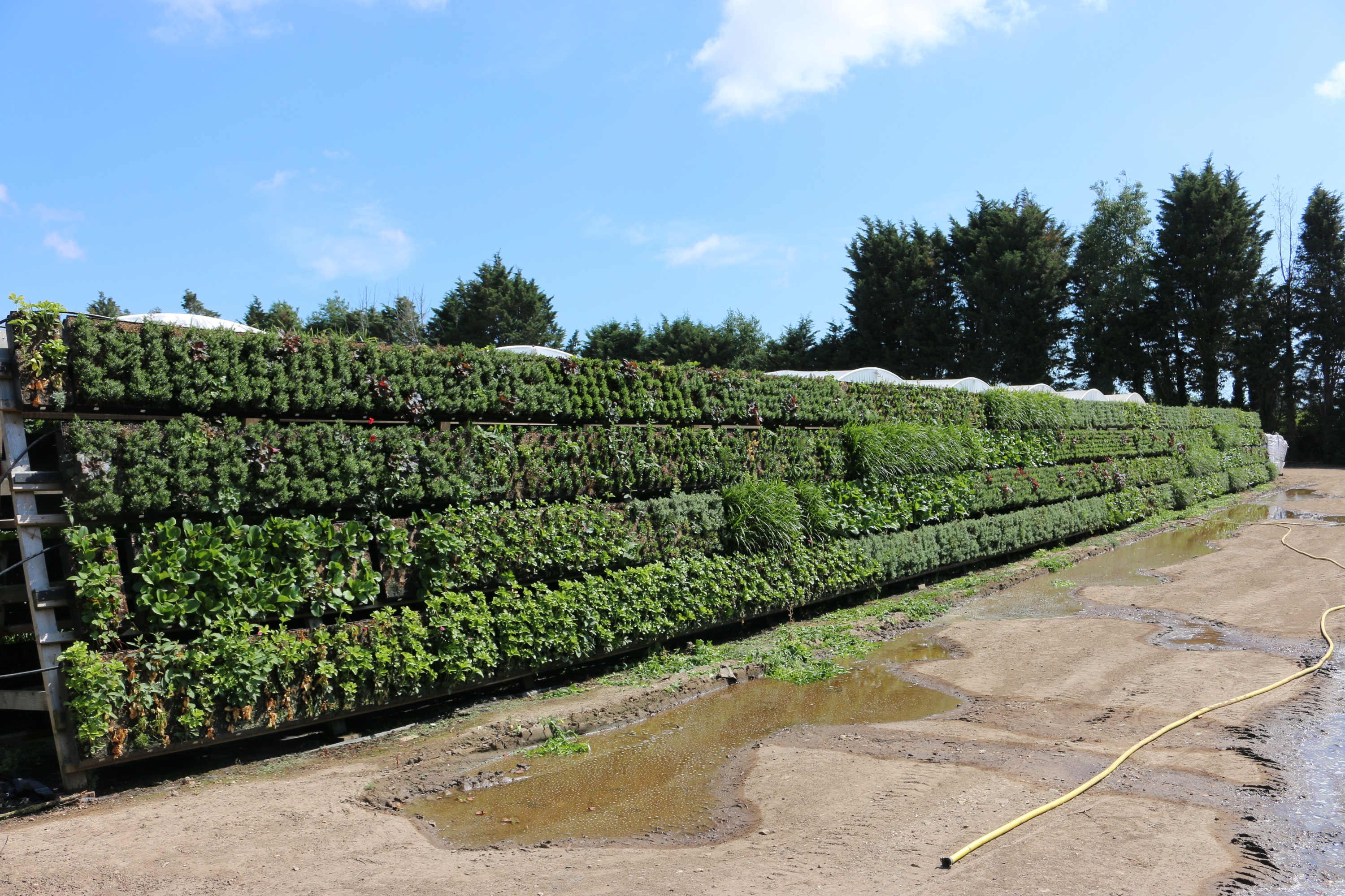 Vertical garden wall with multiple levels of green plants and shrubs