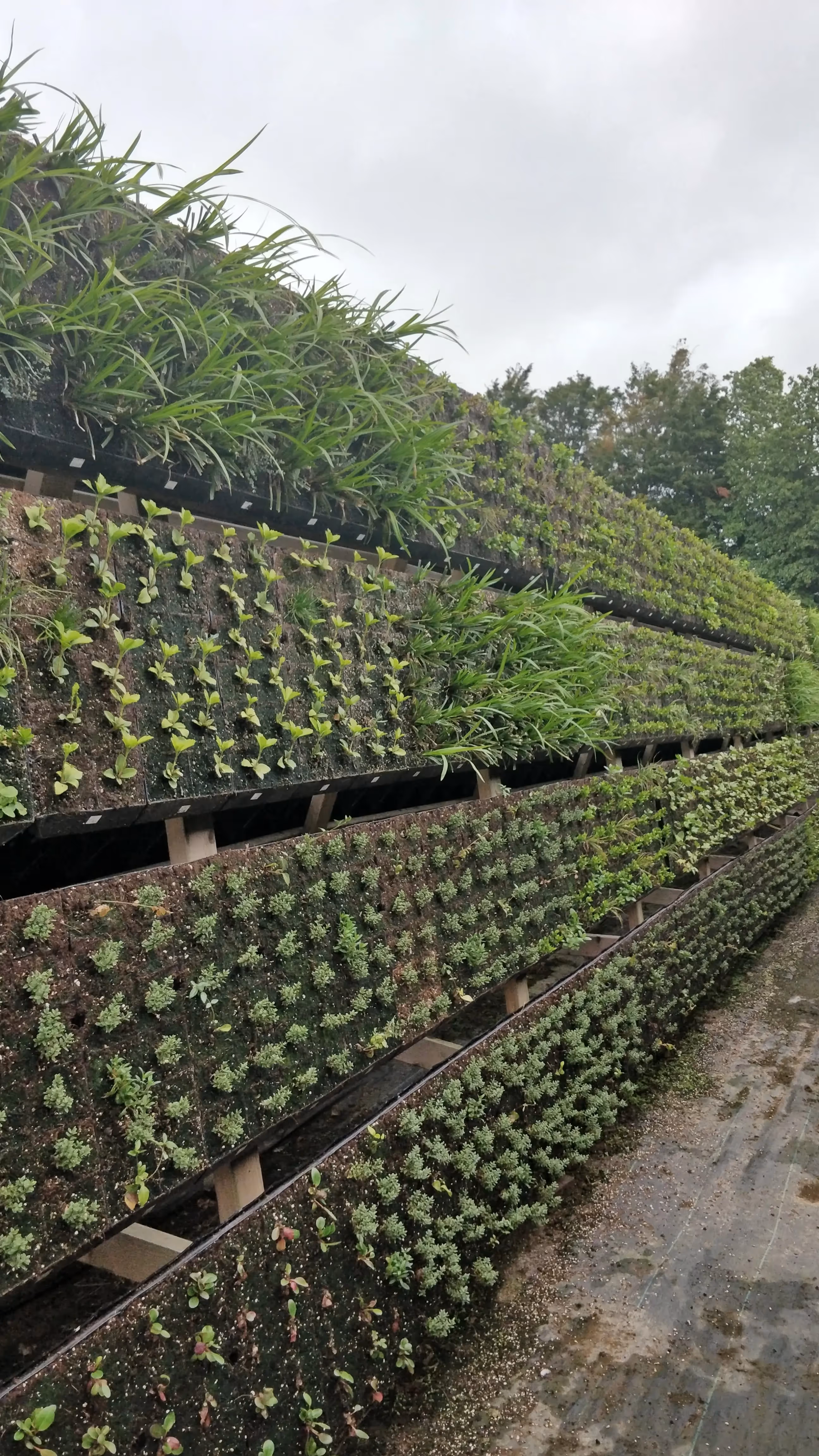 Vertical garden with multiple layers of green plants on tiered structure