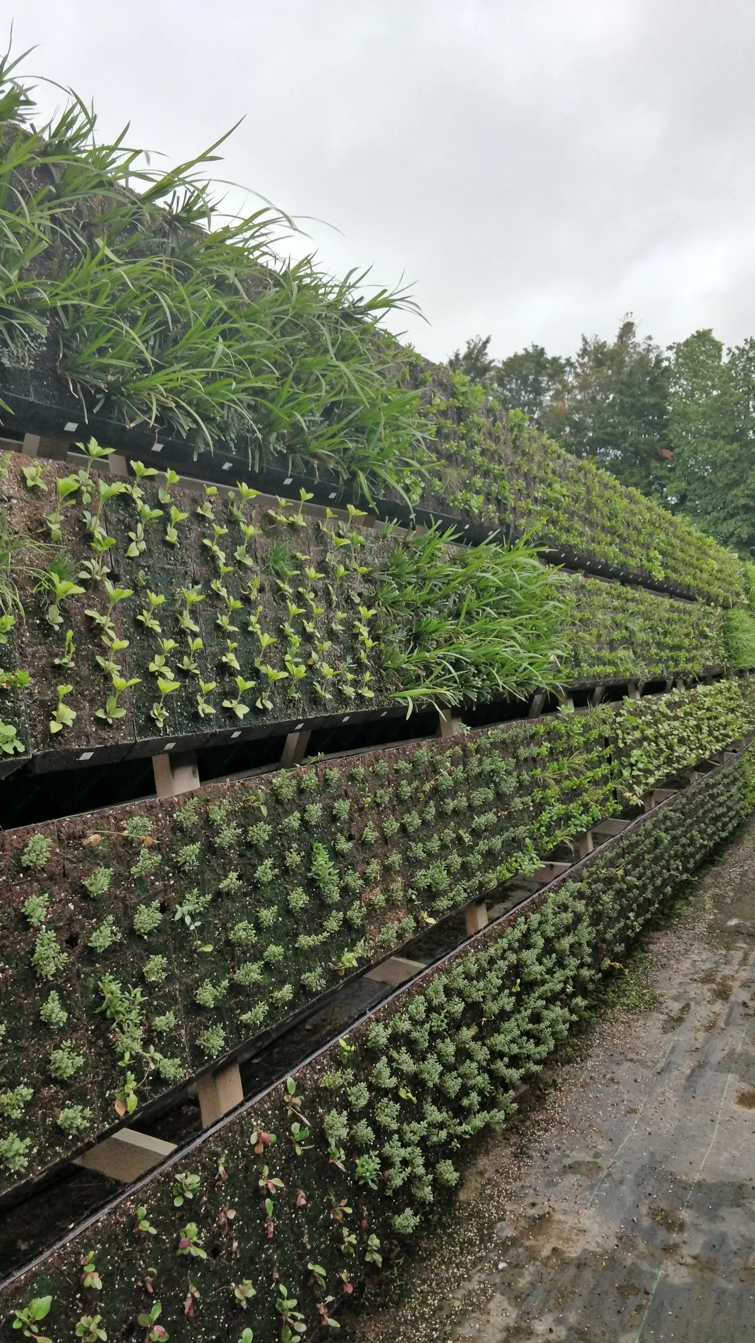 Vertical garden with multiple layers of green plants on tiered structure