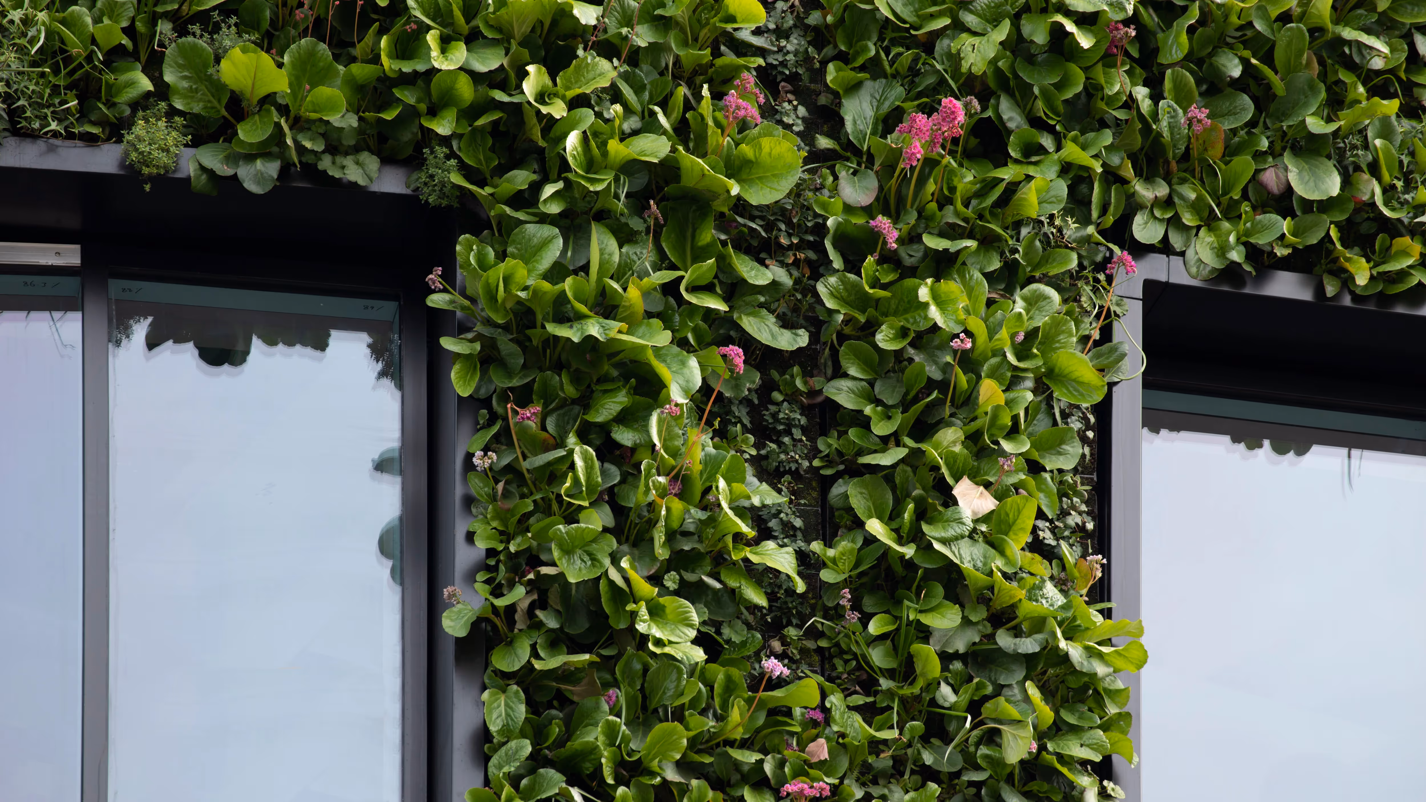 Lush vertical garden with green leaves and small pink flowers