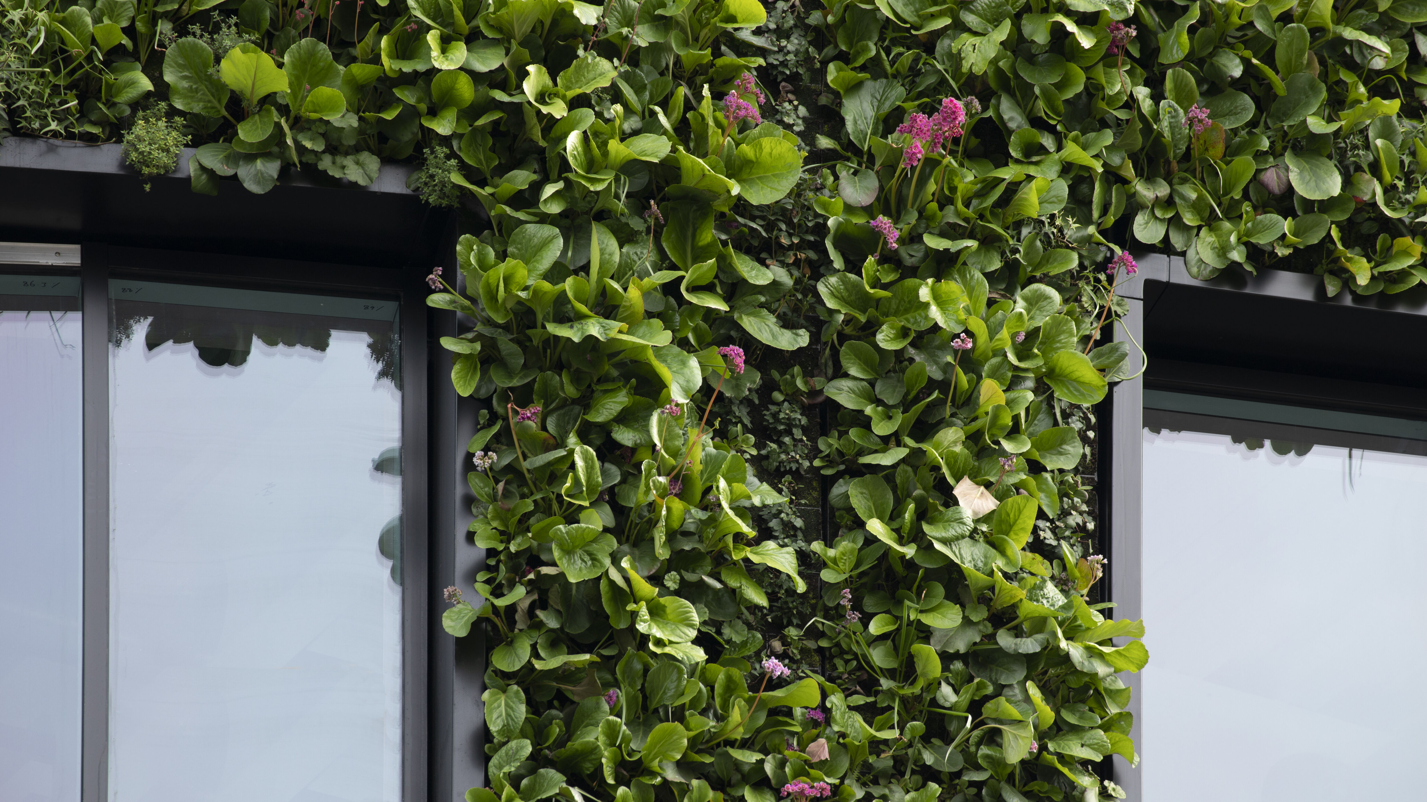 Lush vertical garden with green leaves and small pink flowers