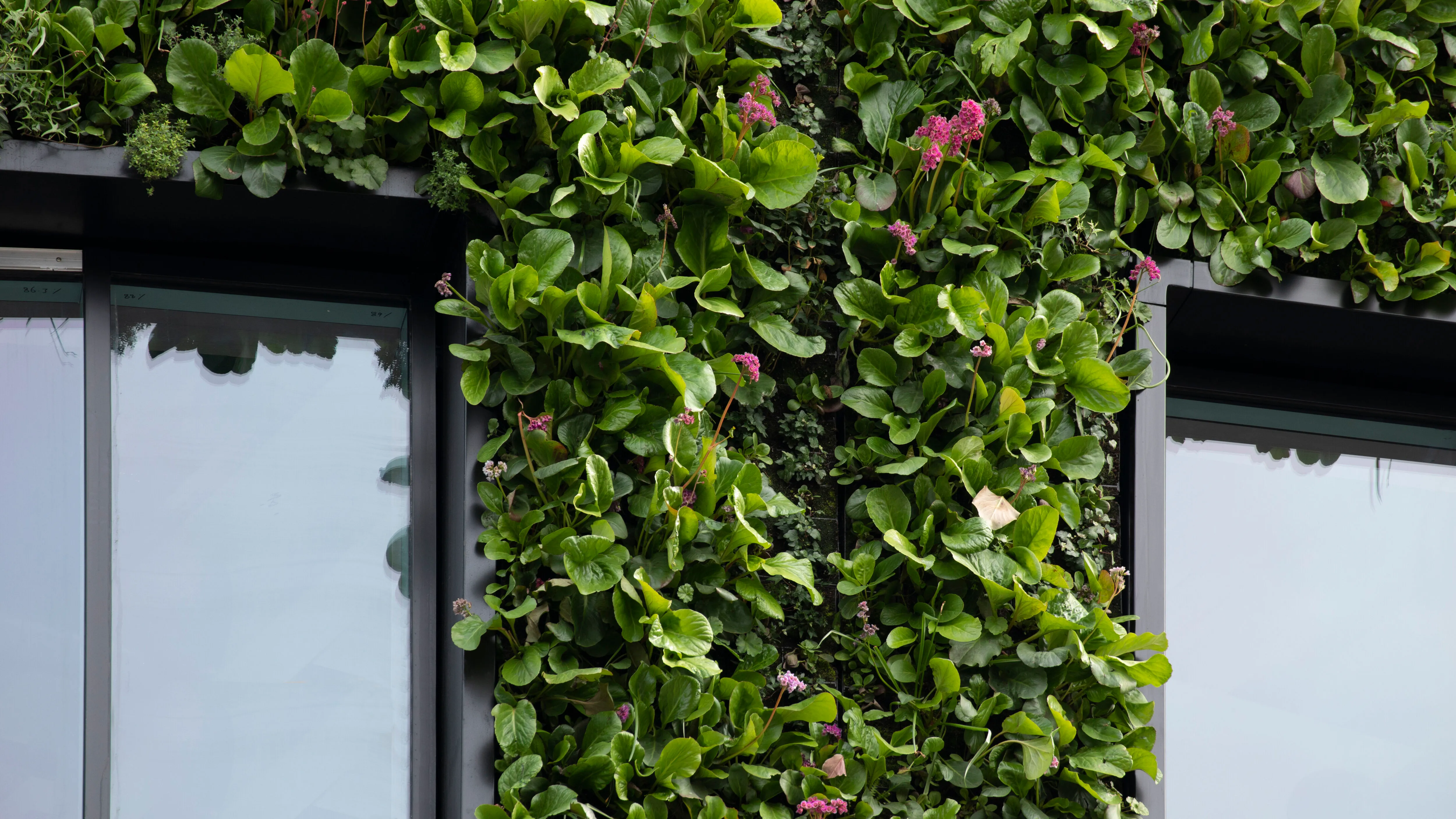 Lush vertical garden with green leaves and small pink flowers