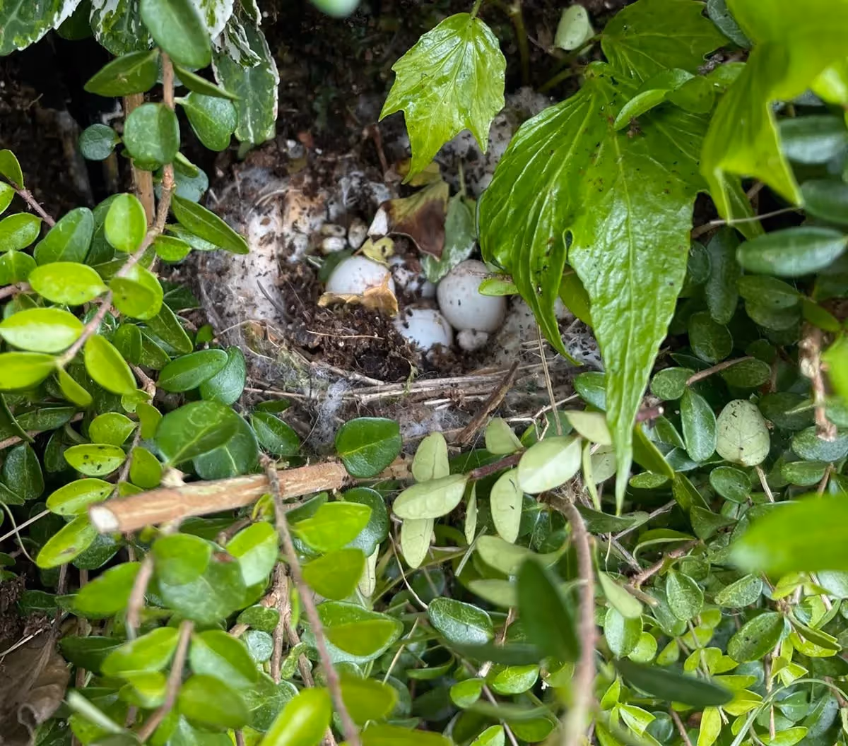Bird nest with eggs hidden among green leaves and branches