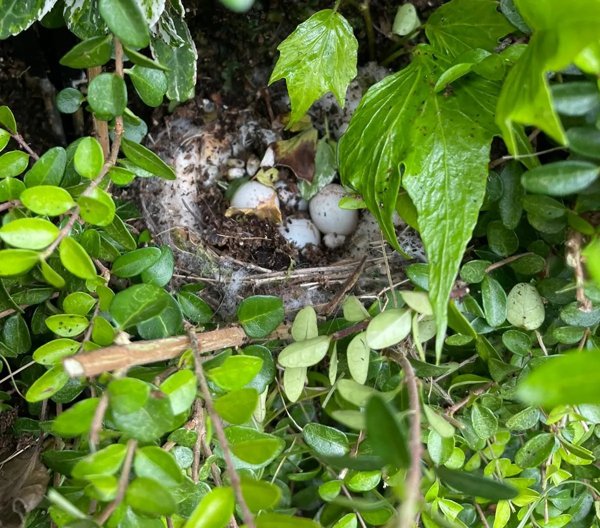 Bird nest with eggs hidden among green leaves and branches