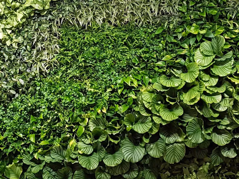 Lush green vertical garden with diverse leaf shapes and textures