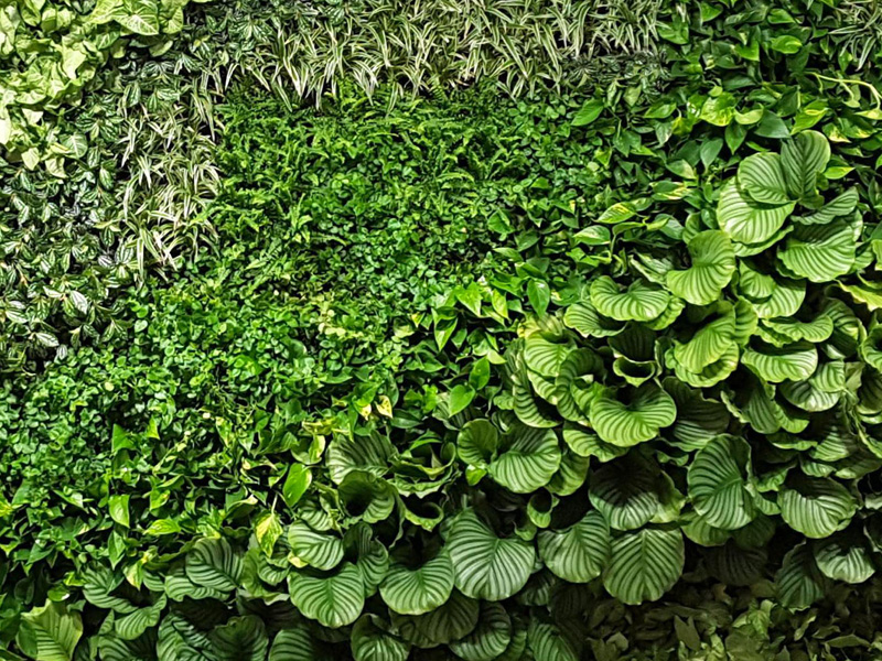 Lush green vertical garden with diverse leaf shapes and textures
