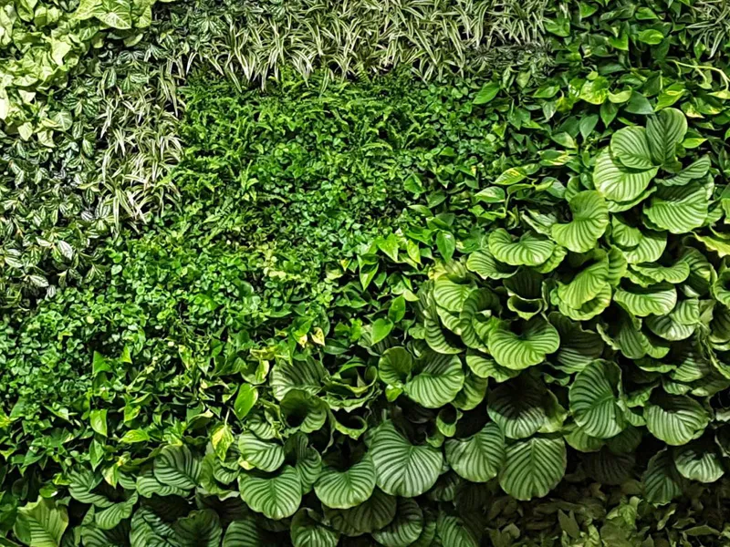 Lush green vertical garden with diverse leaf shapes and textures