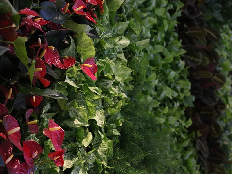Vibrant red anthurium flowers nestled among lush green leaves