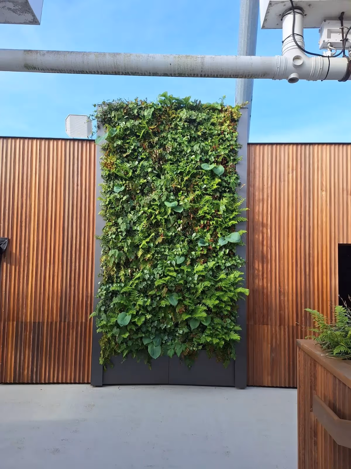 Green living wall with diverse plants mounted between wooden panels