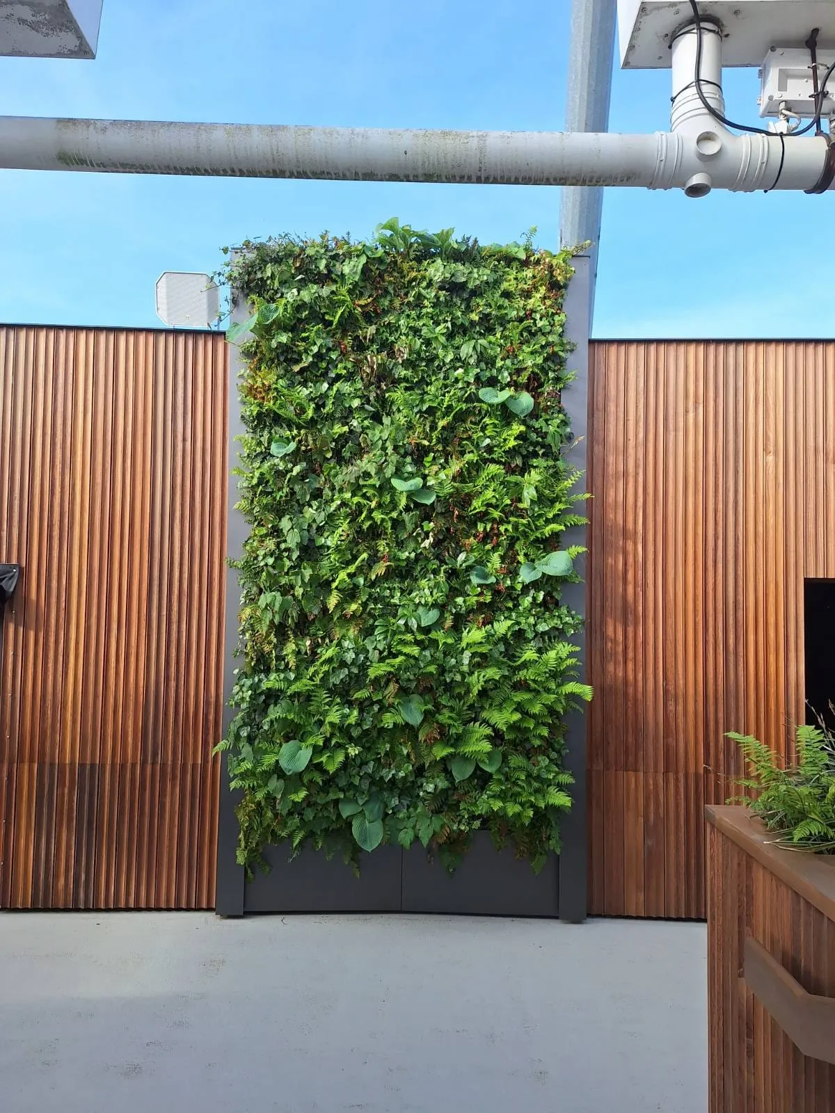 Green living wall with diverse plants mounted between wooden panels