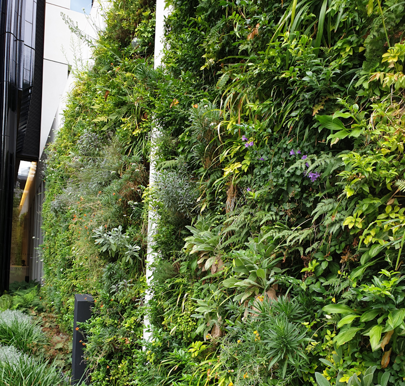 Lush living wall with diverse green plants covering urban building exterior