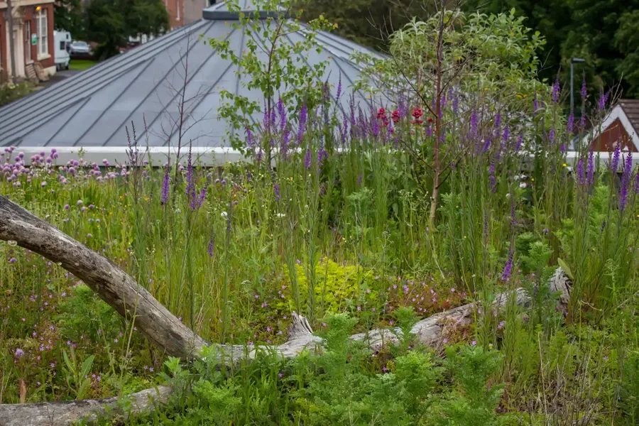 Green roof with purple flowers, logs, and green plants near building