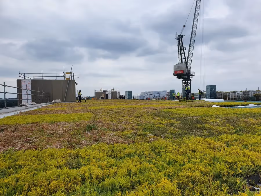 Green roof with purple flowers, logs, and green plants near building