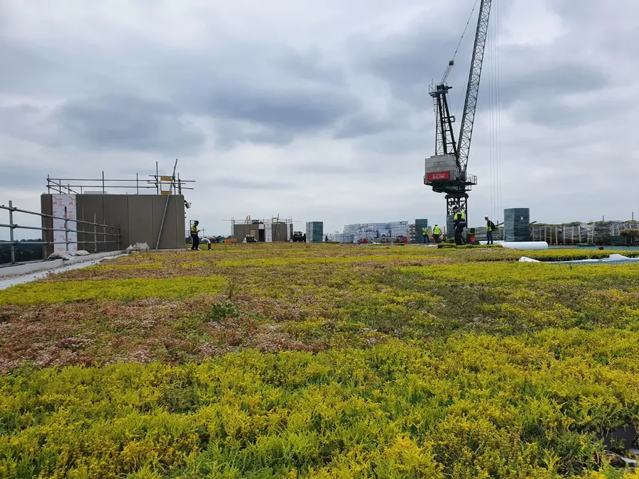 Green roof with purple flowers, logs, and green plants near building