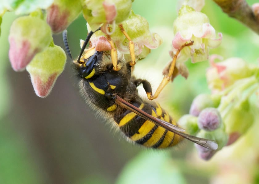 wasp crawling along plant wall with yellow and black stripes