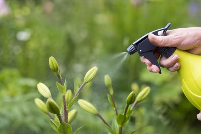 Green roof sprayed by bottle, nurturing green plant buds