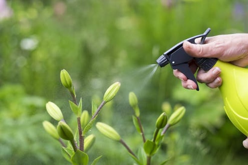Green roof sprayed by bottle, nurturing green plant buds