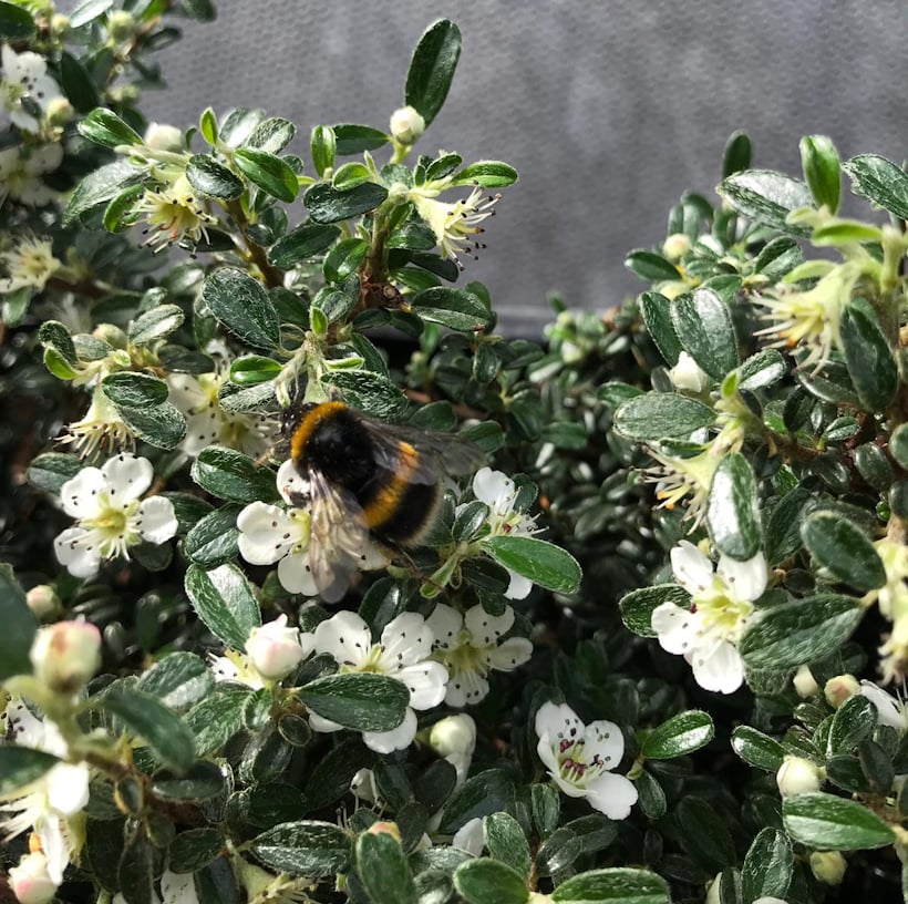 Buzzing bumblebee on living wall of white-flowered shrub