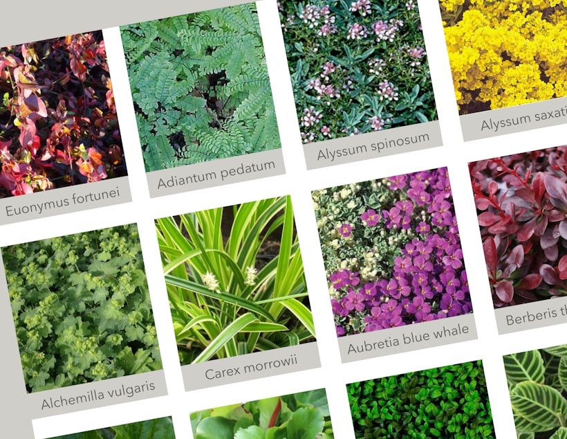 Living wall plant palette with diverse colourful plants