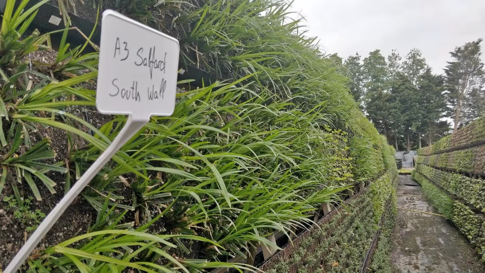 Close up of the plants in Viritopia's nursery with a label "Eden A3 Salford"