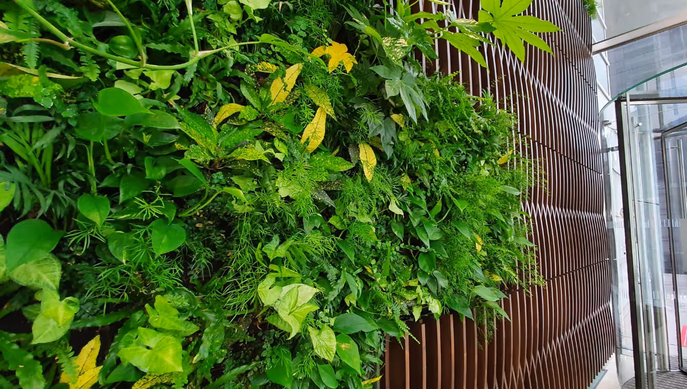Close up of the living wall inside 338 Euston Road