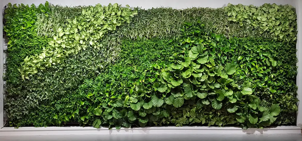 Close up of interior living wall in the Fitbit office, Dublin