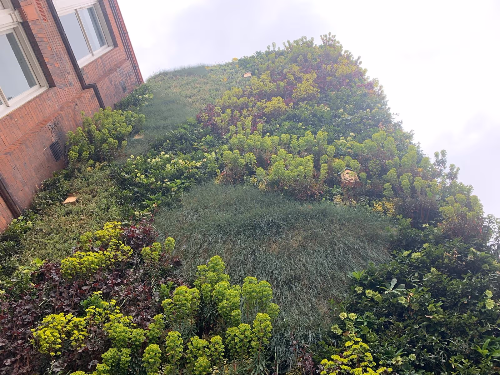 Exterior of Sutherland Building, Northumbria University. Covered in a living wall