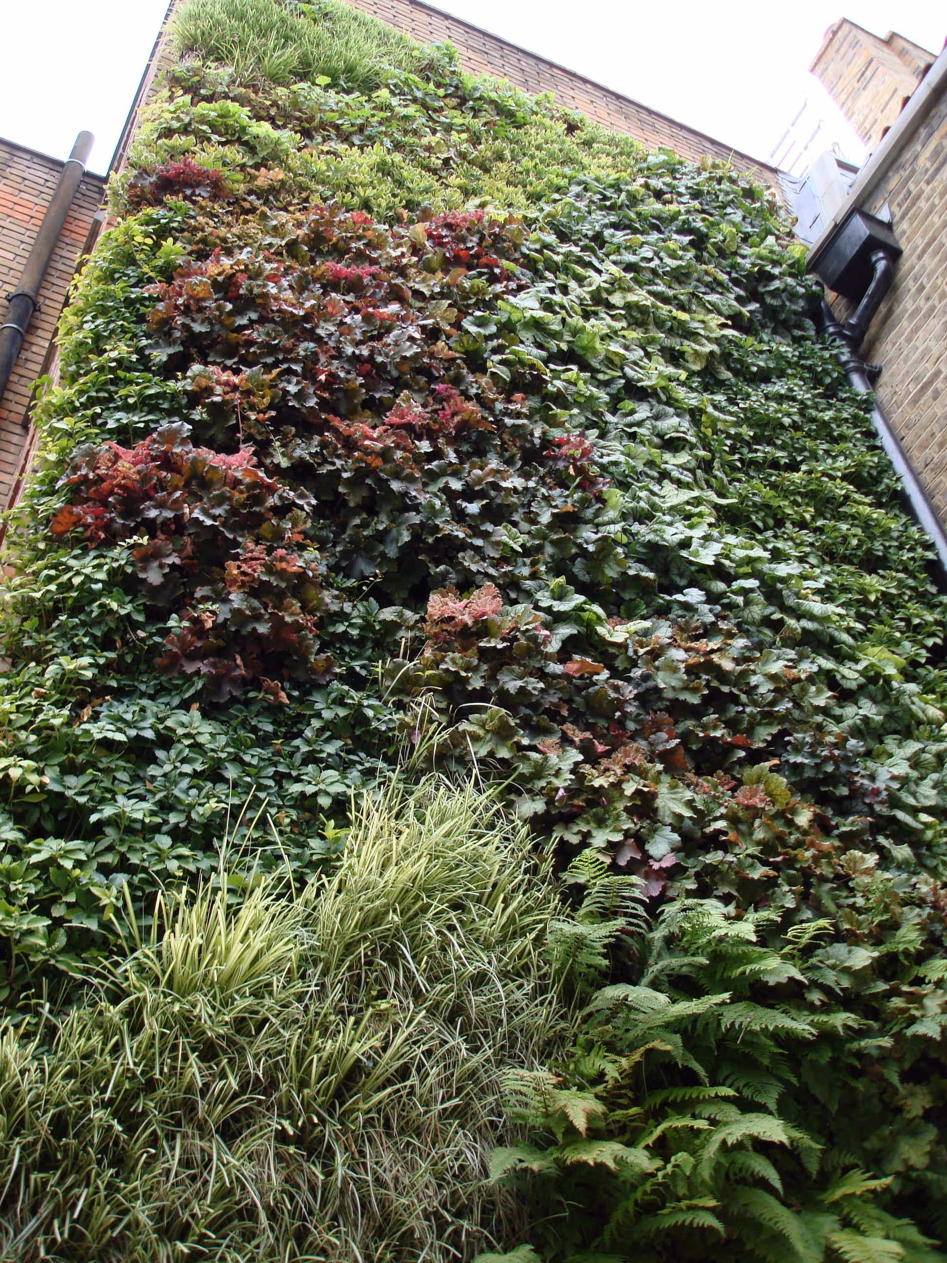Exterior living wall in Whites Row's courtyard