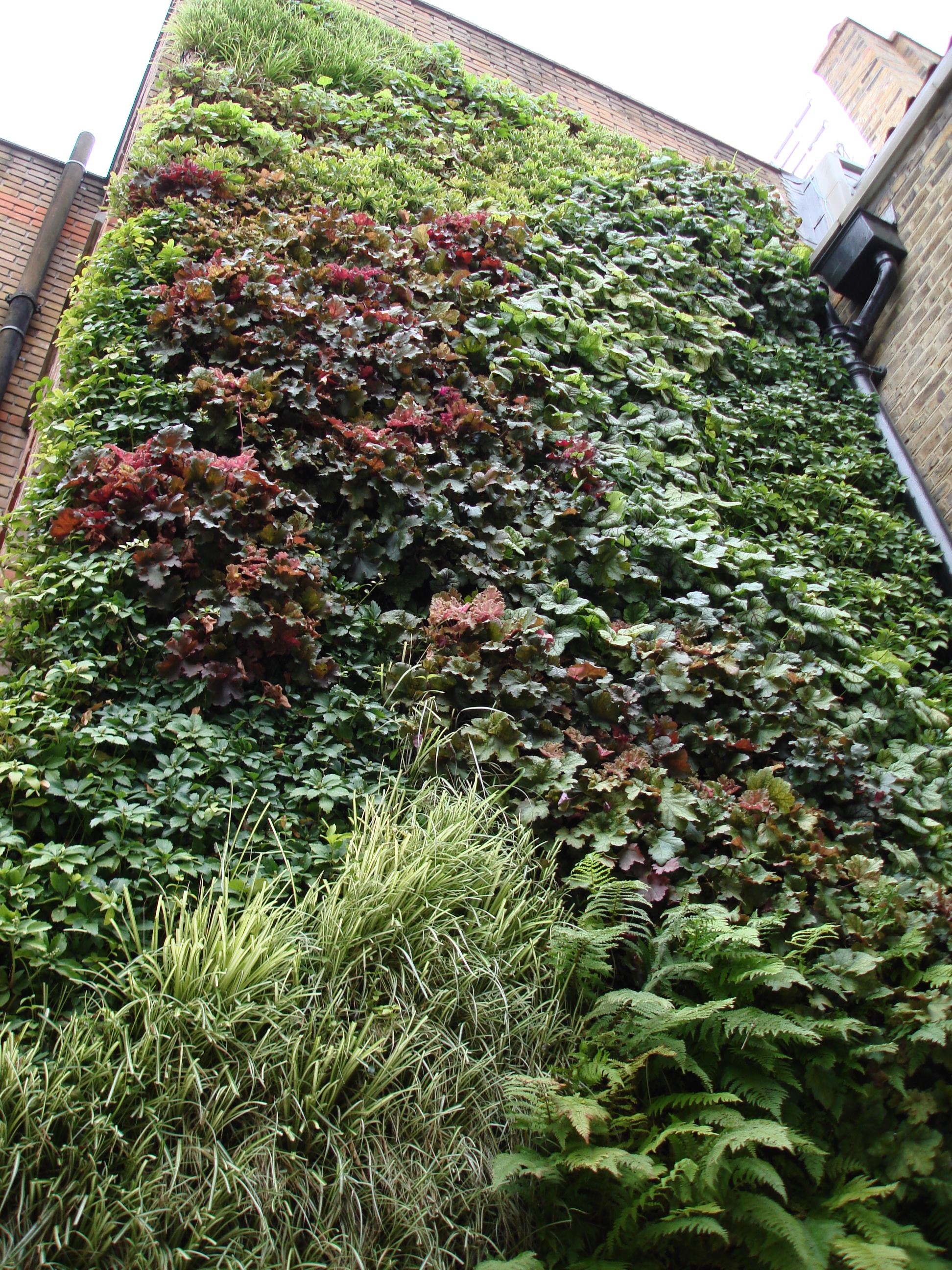 Exterior living wall in Whites Row's courtyard