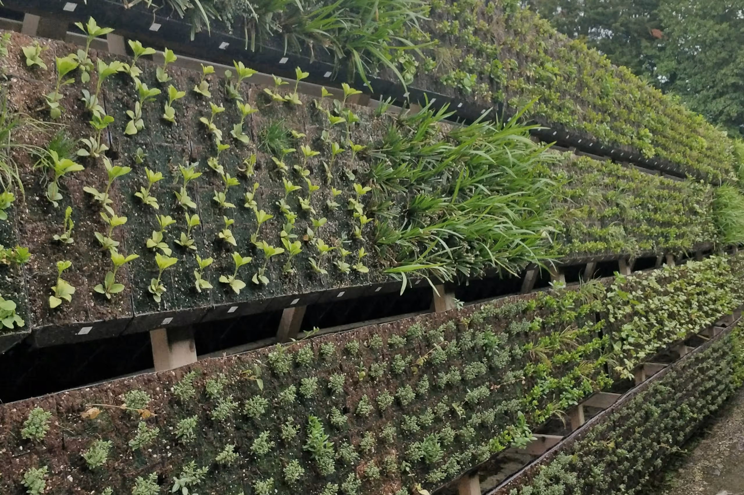 Lush living wall with green plants growing vertically on tiered structures