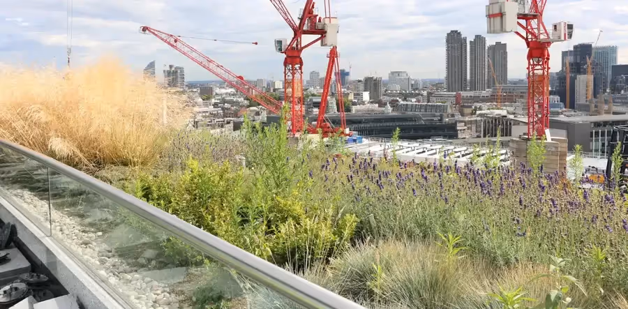 Green roof with lavender and grass overlooking urban construction site
