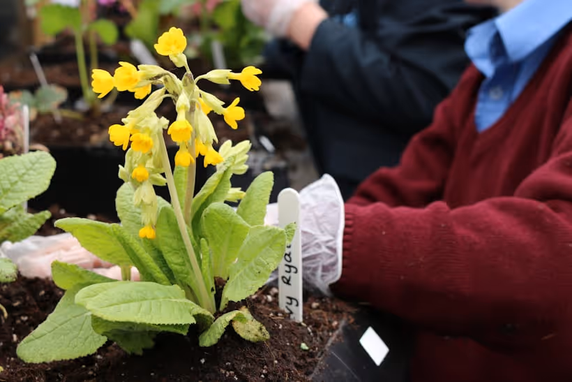 Yellow cowslip blooming in living wall garden with gardener planting nearby