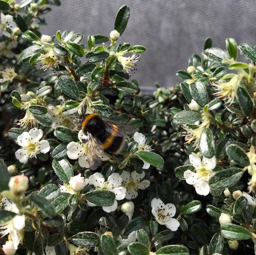 Buzzing bumblebee on living wall of white-flowered shrub