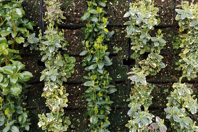 Living wall with lush green and variegated plants growing vertically