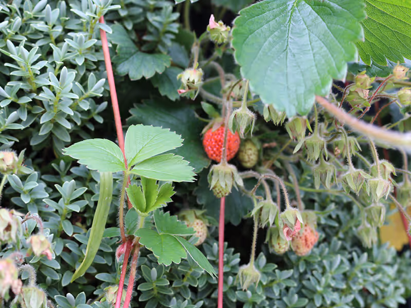 Living strawberry plant growing against a textured green wall of leaves