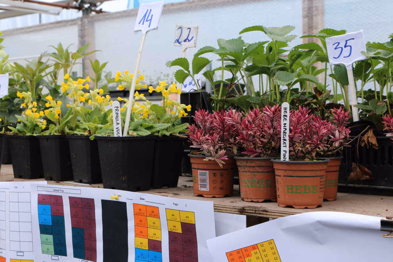 A selection of plant in Viritopia's plant nursery ready to go into a living wall to show plant selection