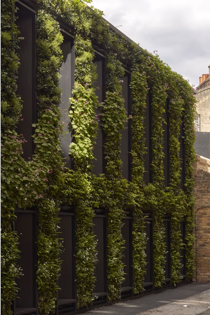 Lush living wall covered in green plants and vines between dark panels