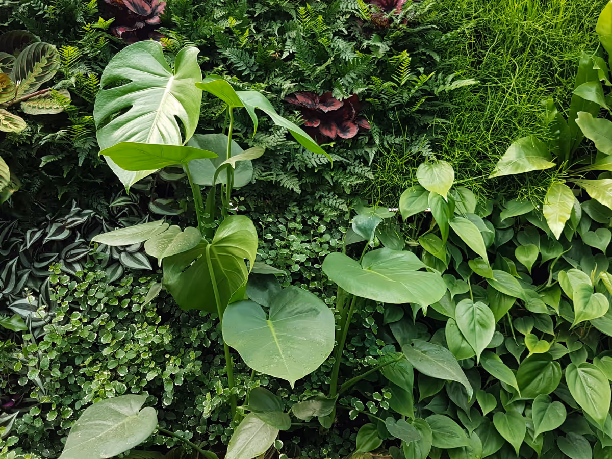 Living wall with lush green monstera and fern plants in various shades