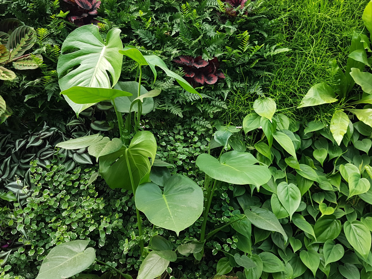Living wall with lush green monstera and fern plants in various shades