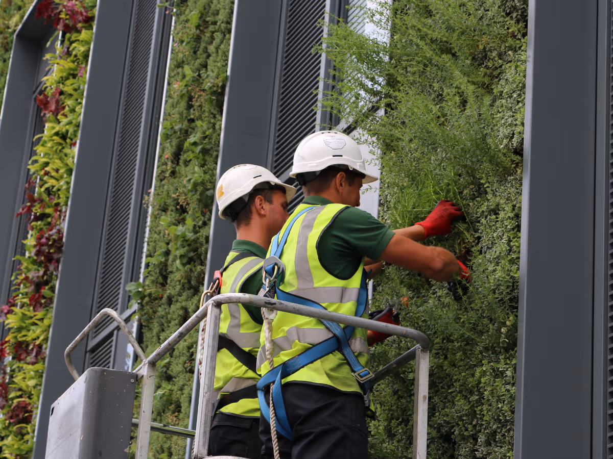 Workers maintaining living wall with safety equipment and harnesses
