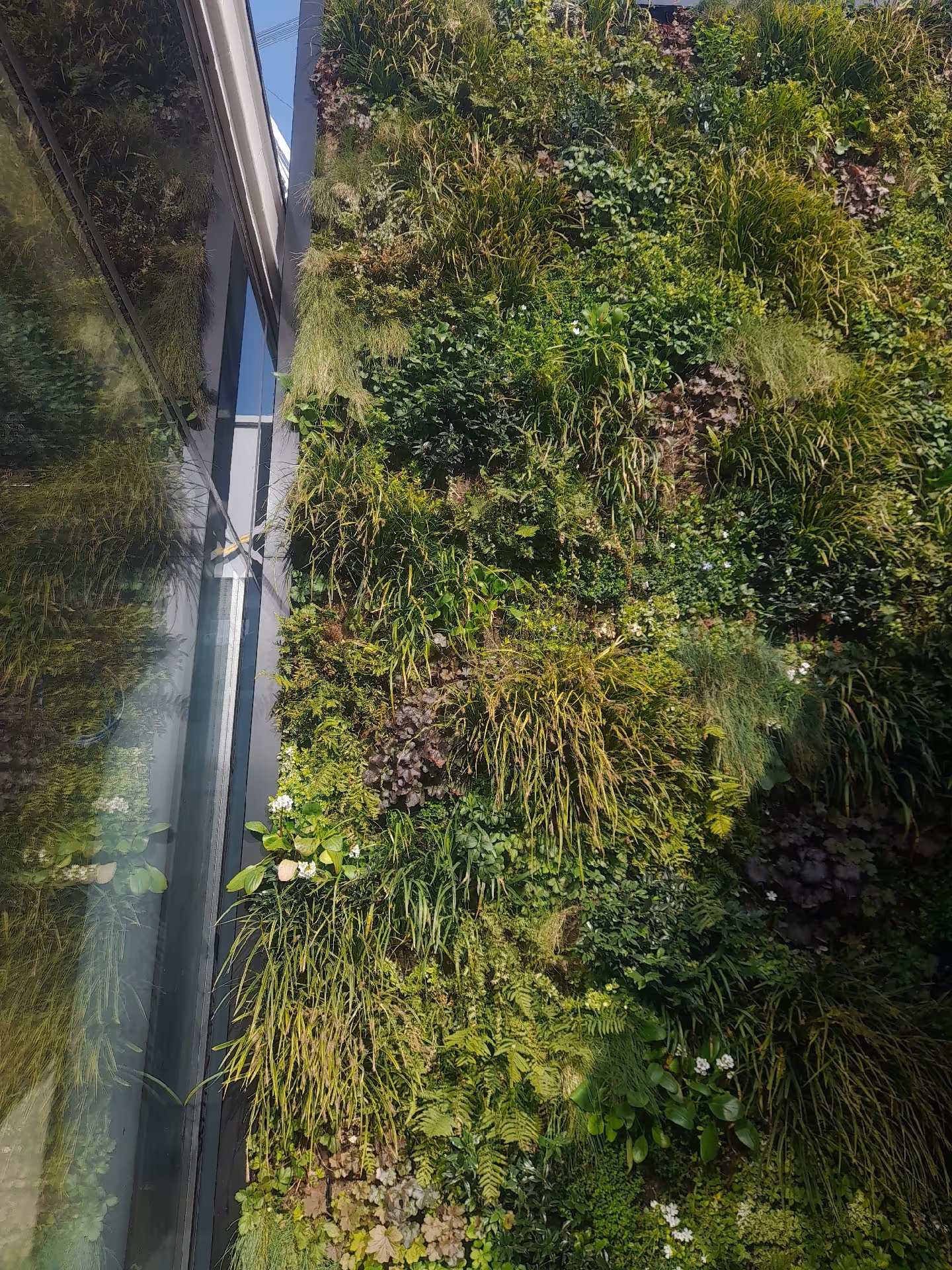 The primary aim of this external living wall is to screen the buildings plant room from guests who are paying for luxury penthouses that overlook the atrium.