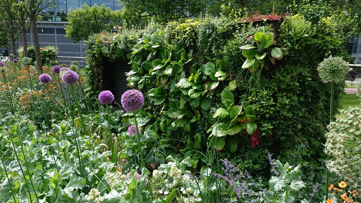 Close up of a living wall in a garden