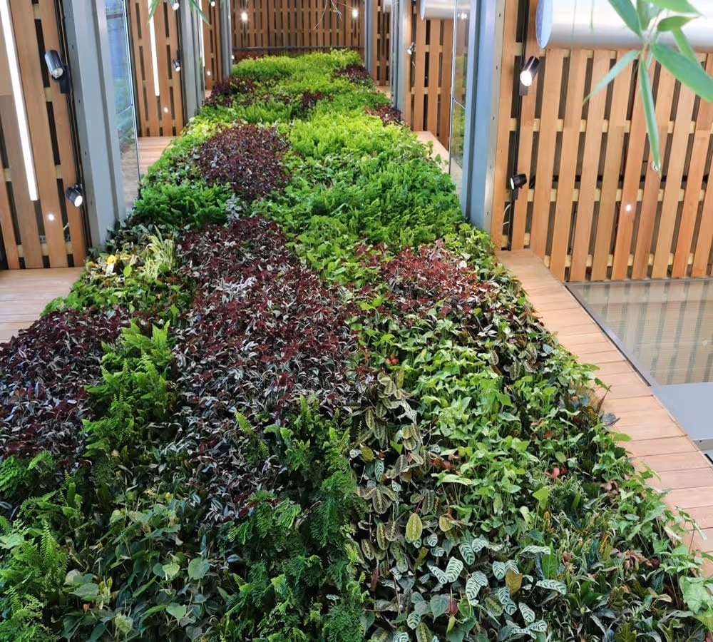 Interior living wall in Great Western Quarter
