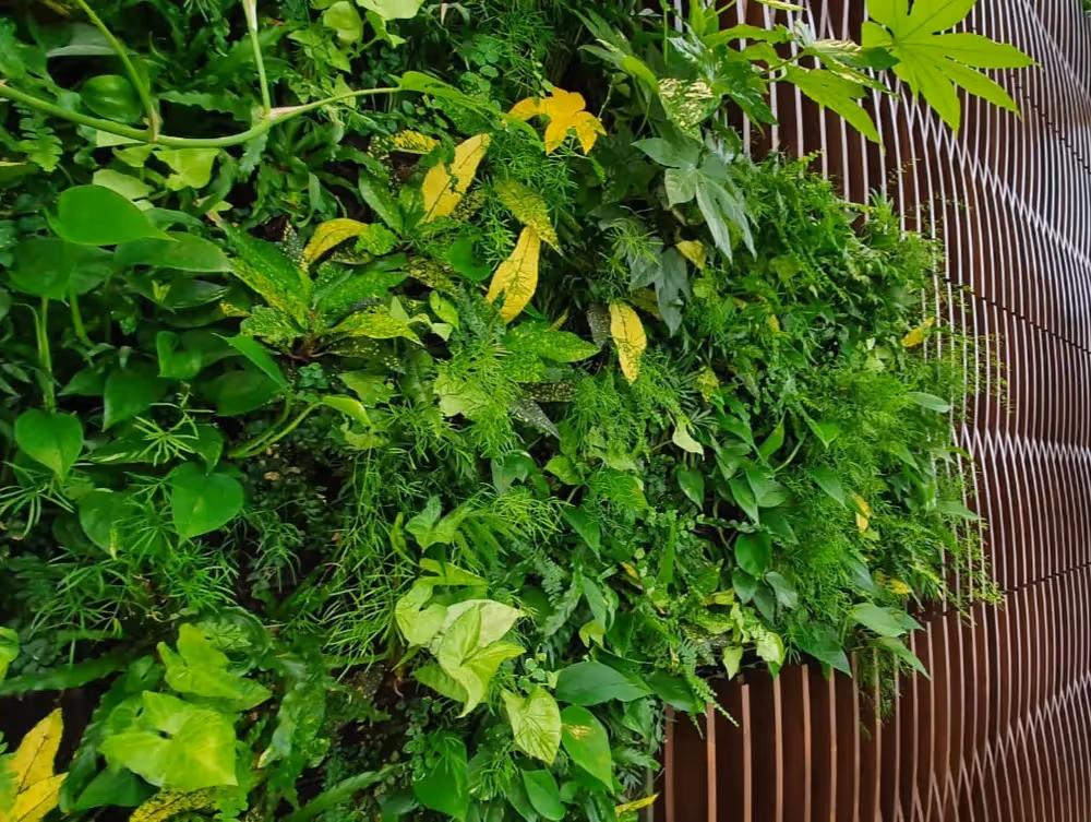 Close up of the living wall inside 338 Euston Road