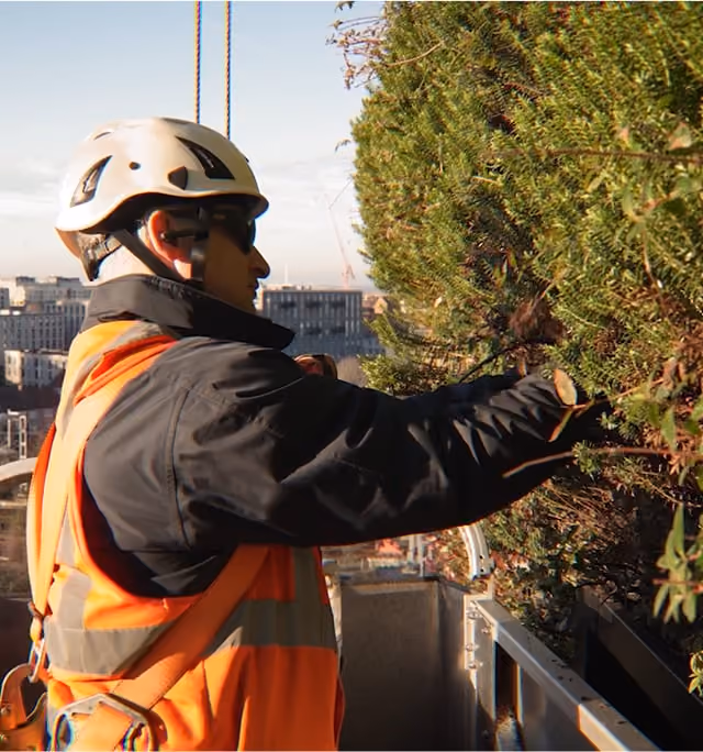 Viritopia maintenance operator services a UK living wall