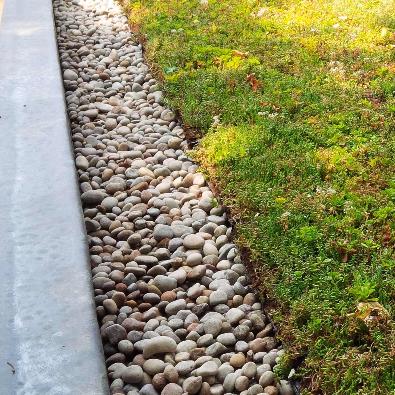 Sedum green roof