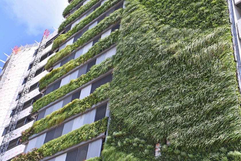 Living wall with green plants covering tall building facade surrounded by other buildings, used to reduce the heat island effect in an urban environment
