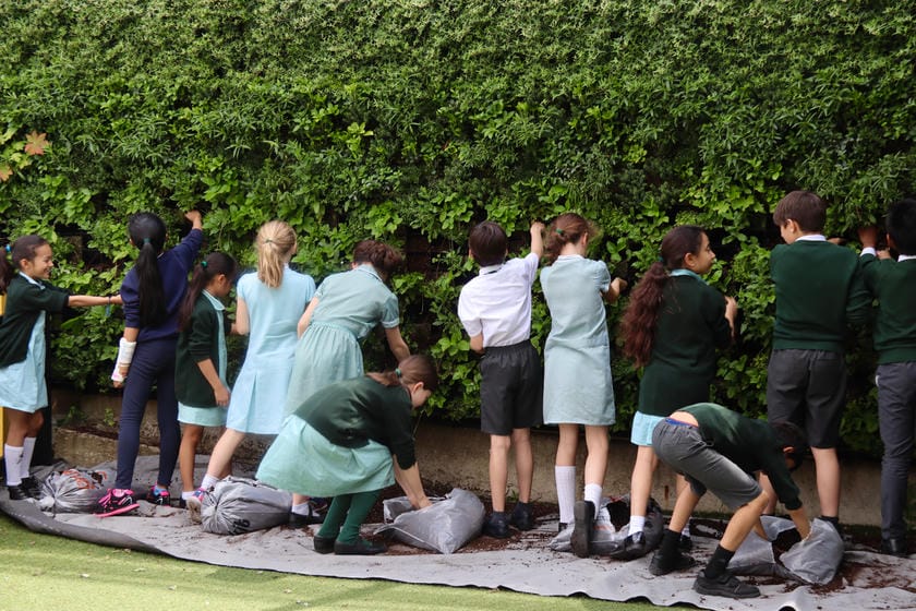 School children planting and working together near living green wall highlighting the aesthetic and educational impact of a living wall