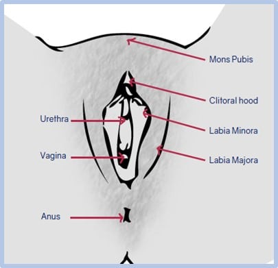 Anatomy of the labia majora, including labia minora and perineum